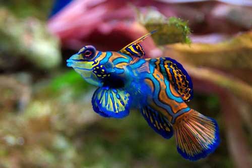 Những loài vật sắc màu đẹp ấn tượng