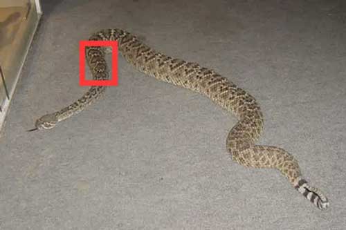 Ngạn ngữ Trung Hoa tiết lộ điểm yếu chí tử của loài rắn: Không phải phần đầu