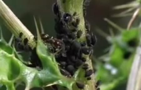 "Trang trại" chăn nuôi kỳ lạ của loài kiến