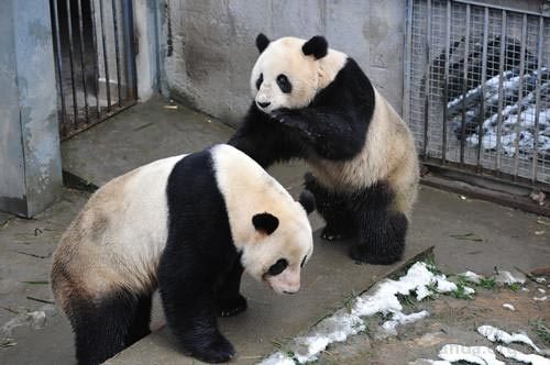 Gấu trúc từ chối "yêu" trong chương trình phát trực tiếp