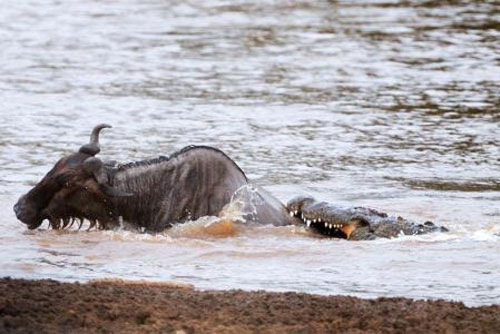 Bữa tiệc thịnh soạn của cá sấu đói