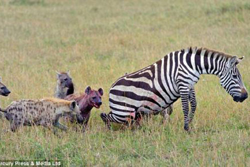 Kinh hãi cuộc săn ngựa vằn của linh cẩu hung dữ