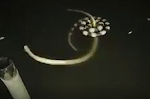 CLIP: Rắn cạp nia dùng 'vũ điệu tử thần', hạ gục con mồi trong 'chớp mắt'