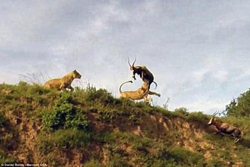 Cú nhảy săn mồi ngoạn mục của sư tử