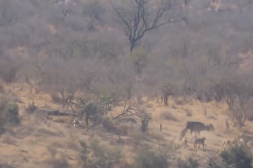 CLIP: Trâu rừng may mắn thoát chết 2 lần liên tiếp dù bị cả đàn sư tử truy sát