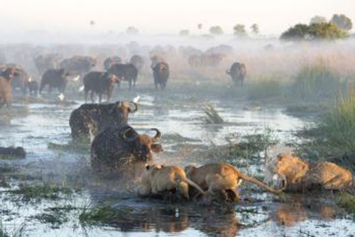 Tận mục cuộc chiến đẫm máu giữa trâu và sư tử đói