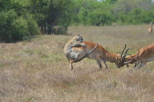 Linh dương và báo đốm điên cuồng vật lộn trên đồng cỏ