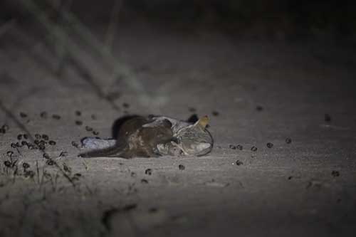 Clip: Cầy Mangut bỏ mạng khi chạm mặt mèo rừng