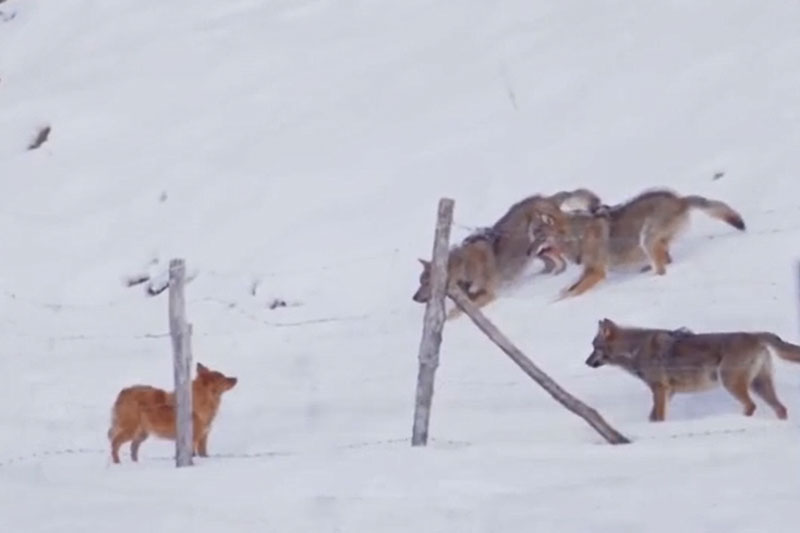 Clip: Chú chó trốn thoát khỏi “vòng vây” của 3 con sói