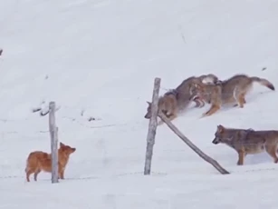 Clip: Chú chó trốn thoát khỏi “vòng vây” của 3 con sói