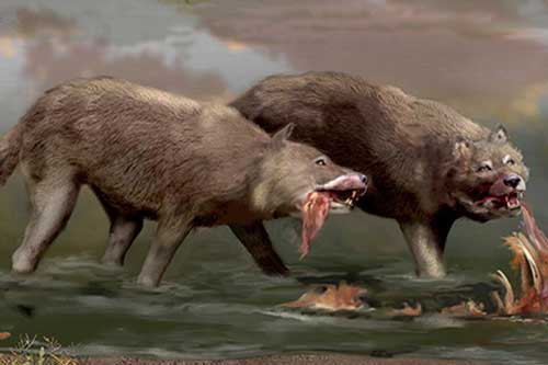 Giới nghiên cứu đã nhầm, Dire Wolves hoàn toàn không phải là sói