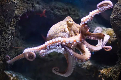 Các nhà khoa học phát hiện bạch tuộc thường xuyên 'đấm' vào đầu lũ cá, lý do đằng sau hành động này mới thực sự gây bất ngờ