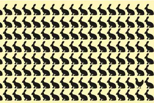 Thách thức thị giác 5 giây: Đố bạn tìm ra con gà đen trong đàn thỏ đen!