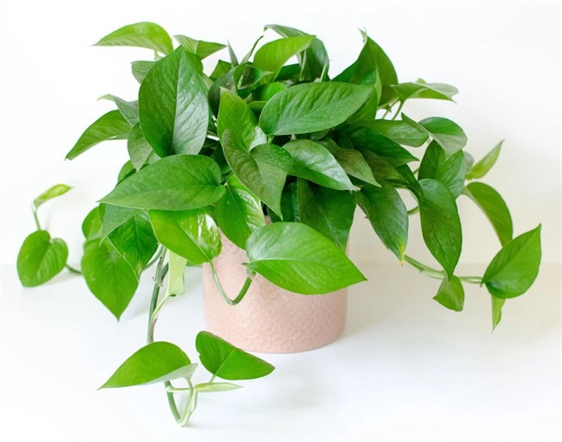 6 loại cây phong thuỷ nên trồng trong phòng ngủ giúp tăng tài vận, vượng khí - Ảnh 1