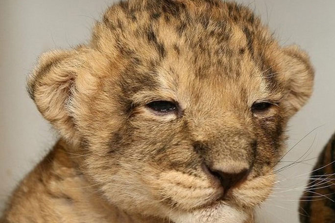 Cảm động trước cảnh sư tử con bảo vệ xác mẹ