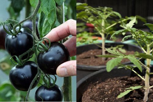 Kỹ thuật trồng cây cà chua đen năng suất vượt trội