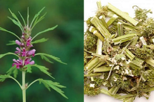 Kỹ thuật trồng cây dược liệu ích mẫu điều trị 'bách bệnh' tại nhà