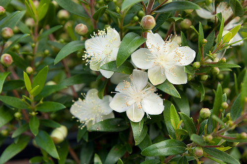 Kỹ thuật trồng cây hương đào vừa chữa bệnh vừa có thể hút khí độc trong nhà