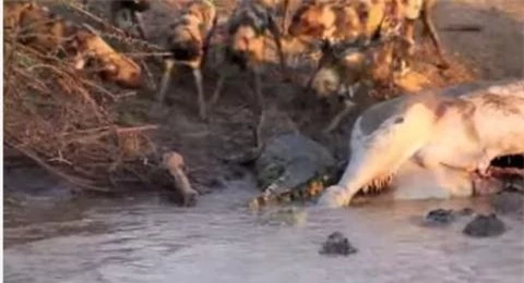 Bực tức, một con cá sấu từ dưới nước lao nhanh lên bãi cát, nhe hàm răng sắc nhọn dọa bầy chó hoang. 