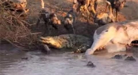 Biết không thể đuổi được đối thủ, cá sấu đành quay đầu xuống nước. 