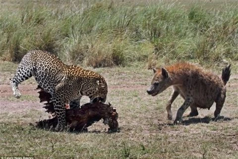 Báo đốm cố gắng di chuyển con mồi, trong khi vẫn để mắt linh cẩu đang lao tới.