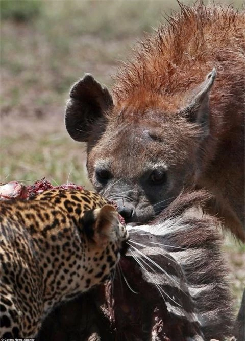 Cảnh tượng này được nhiếp ảnh gia Laurent Renaud và Dominique Haution ghi lại trong khu bảo tồn động vật hoang dã Masai Mara, Kenya. 