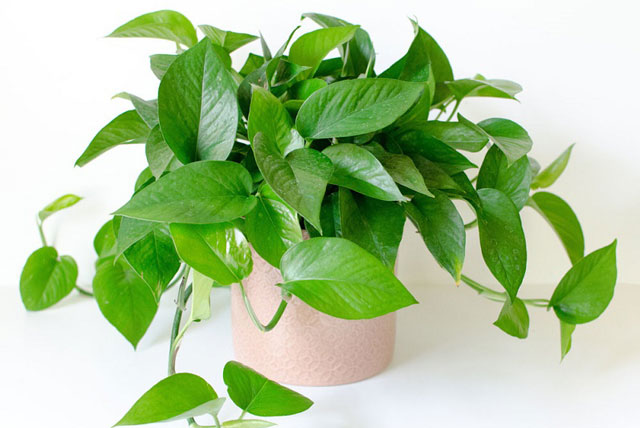6 loại cây phong thuỷ nên trồng trong phòng ngủ giúp tăng tài vận, vượng khí