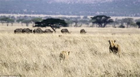 Đàn sư tử  ở Tanzania phát hiện đàn trâu ở xa và bắt đầu di chuyển về phía chúng.
Sư tử nhảy lên lưng trâu rừng, cào cấu, cắn xé.
