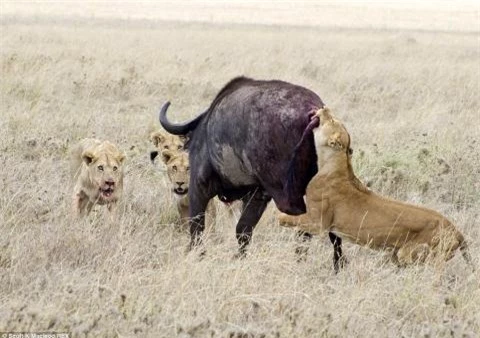 Sau đó, một trong những con sư tử sử dụng miệng của mình để giữ lấy đuôi con trâu rừng và cố gắng vật nó xuống đất.
