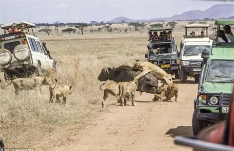 Nhiều xe của du khách bắt đầu đến gần với cuộc chiến khi chúng vật lộn trên một con đường đất. Một con sư tử lao vào cố gắng giữ lấy chân sau của trâu rừng.