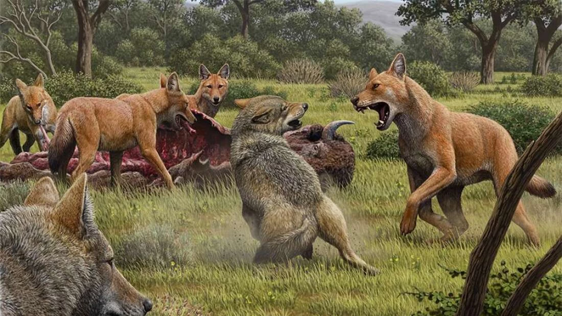 Giới nghiên cứu đã nhầm, Dire Wolves hoàn toàn không phải là sói - Ảnh 1.