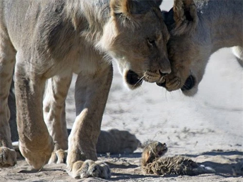 Mèo hoang tí hon kiên cường trước bầy sư tử cái
