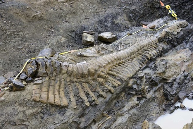 Mexico: Phát hiện hóa thạch đuôi khủng long dài 5m ảnh 1