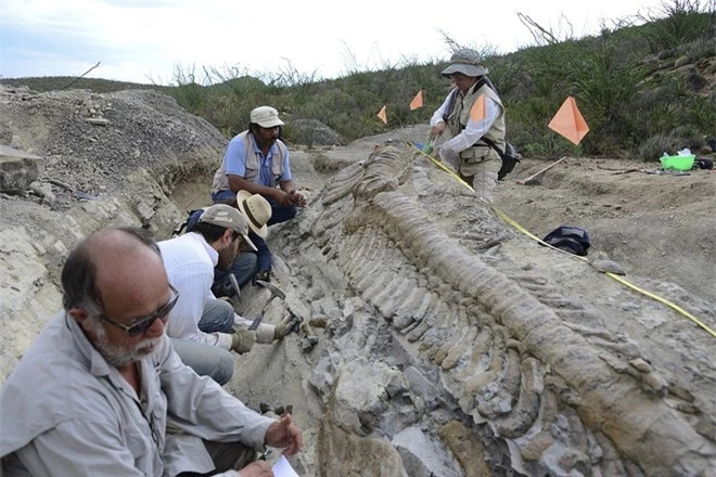 Mexico: Phát hiện hóa thạch đuôi khủng long dài 5m ảnh 2