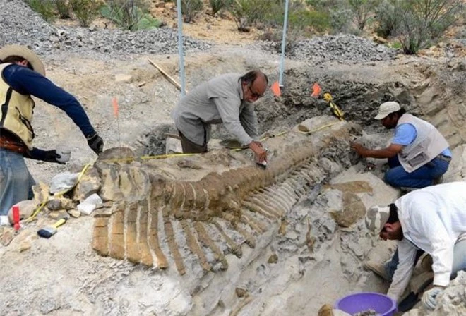 Mexico: Phát hiện hóa thạch đuôi khủng long dài 5m ảnh 3