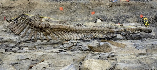 Mexico: Phát hiện hóa thạch đuôi khủng long dài 5m ảnh 4
