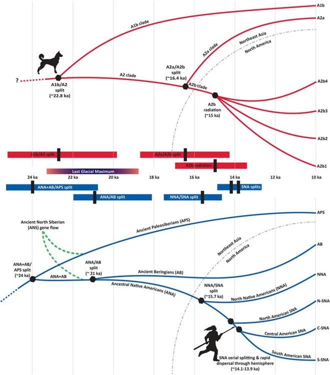 Những người thợ săn ở Siberia thời kỳ băng hà có thể đã thuần hóa chó từ 23.000 năm trước - Ảnh 3.