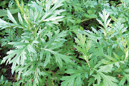 Rùng mình trước tác dụng phụ vô cùng đáng sợ của lá ngải cứu