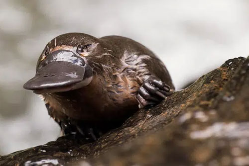 Nghiên cứu mới: Thú mỏ vịt mang trong mình nồi "lẩu thập cẩm" gen của chim, bò sát và động vật có vú
