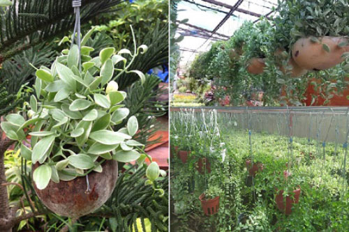 Trồng hoa lan hạt dưa cẩm thạch treo trước nhà mang may mắn quanh năm
