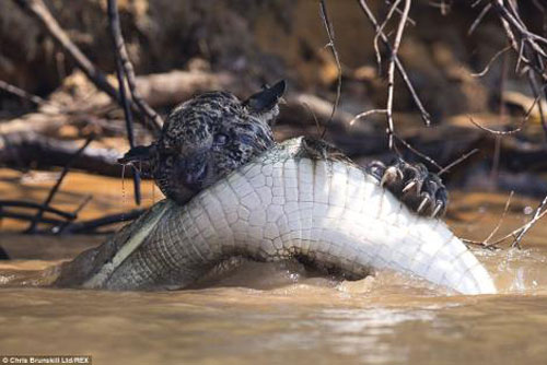 Báo đốm định xé xác cá sấu trong cơn đói