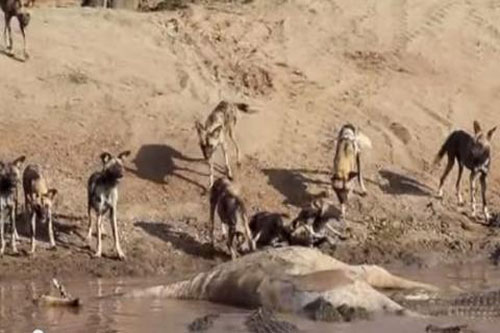 Bầy chó hoang táo tợn cướp mồi của cá sấu