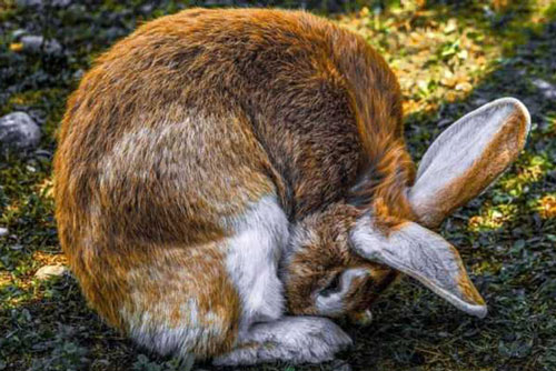 Thỏ ăn thịt đã là khó tin rồi, bạn có biết thỏ còn ăn lại phân của chính mình?