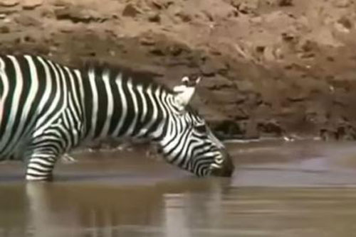 Kinh hãi cảnh ngựa vằn bị cá sấu kéo lòi ruột