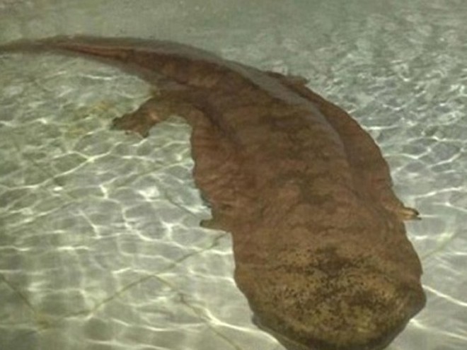 Phát hiện kỳ nhông 200 tuổi