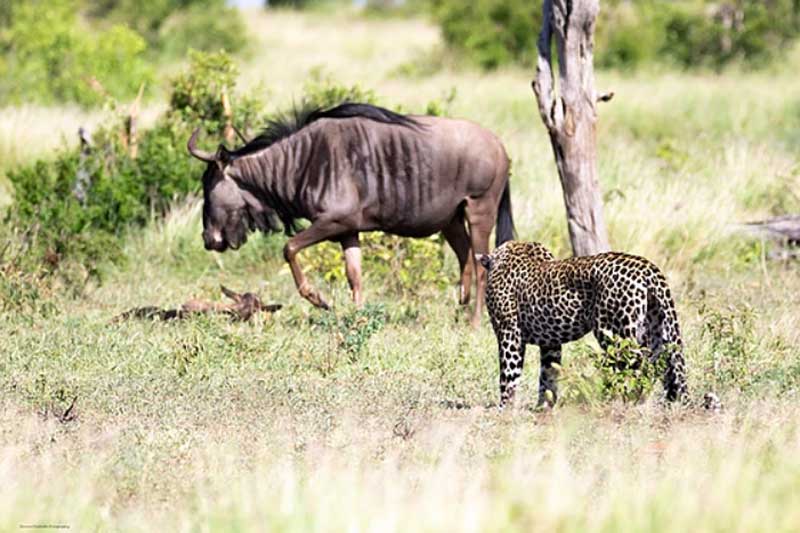 ‘Rơi nước mắt’ trước khoảnh khắc linh dương đầu bò nỗ lực bảo vệ con non trước báo hoa mai