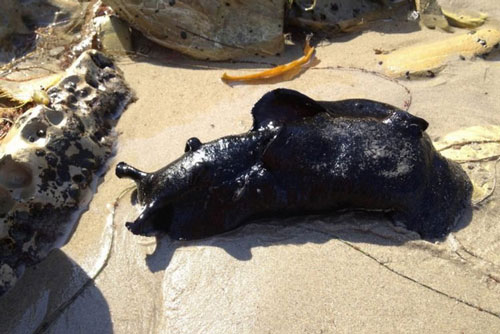 Phát hiện loài sên biển lớn nhất thế giới có vẻ ngoài giống như người ngoài hành tinh