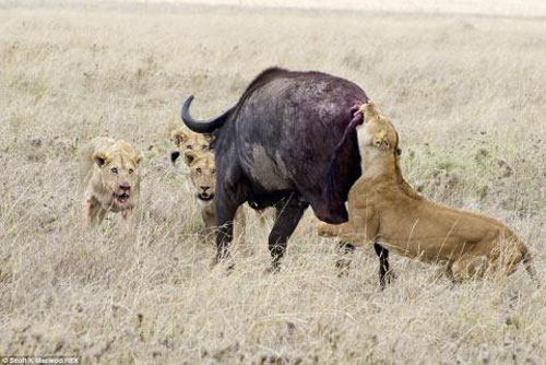 Đàn sư tử tổng tấn công trâu rừng vẫn... 'trắng tay'