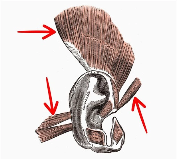 10 bộ phận cơ thể sẽ biến mất trong tương lai, cái số 4 ai nghe xong cũng mừng - Ảnh 3.