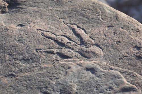 Bé gái 4 tuổi phát hiện dấu chân khủng long nguyên vẹn ở xứ Wales